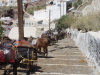 Donkey trail from Thira to Athinios