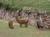 Awanakancha Llama, Alpaca, and Vicuna farm