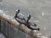 Pelicans - General San Martin/Pisco Peru harbour