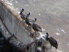 Pelicans - General San Martin/Pisco Peru harbour