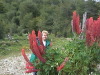 Inge in the Lupins in Tierra del Fuego National Park Ushuaia