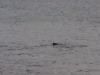 Humpback whale Gerlache Strait Antarctica