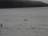 Humpback whale Gerlache Strait Antarctica