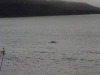 Humpback whale Gerlache Strait Antarctica