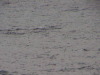 Humpback whale Gerlache Strait Antarctica