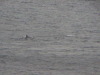 Humpback whale Gerlache Strait Antarctica