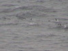 Adelie Penguins feeding Gerlache Strait Antarctica