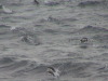 Adelie Penguins feeding Gerlache Strait Antarctica