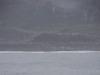 Adelie Penguins Gerlache Strait Antarctica