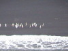 Adelie Penguins Gerlache Strait Antarctica