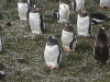 Bluff Cove Rock Hopper Penguins, Falklands