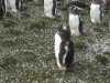 Bluff Cove Rock Hopper Penguins, Falklands