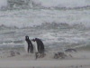 Bluff Cove Rock Hopper Penguins, Falklands