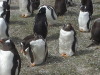 Bluff Cove Rock Hopper Penguins, Falklands