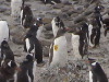 Bluff Cove Rock Hopper Penguins, Falklands