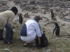 Bluff Cove Rock Hopper Penguins, Falklands