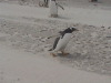 Bluff Cove Rock Hopper Penguins, Falklands