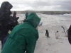 Inge and the Bluff Cove Rock Hopper Penguins, Falklands