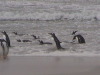 Bluff Cove Rock Hopper Penguins, Falklands