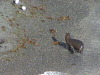 Punta Loma Sea Lions, Puerto Madryn Argentina