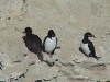 Punta Loma Comerands, Puerto Madryn Argentina