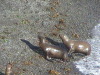 Punta Loma Sea Lions, Puerto Madryn Argentina