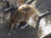 Aussie Wildlife