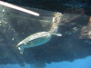 Hardy Reef