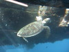 Hardy Reef