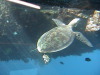 Hardy Reef