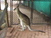 Rain Forest Kuranda Station Cairns