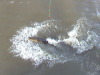 Jumping Salt Water Croc's Darwin